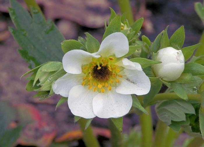 Секреты йода: как он может преобразить урожай вашей клубники