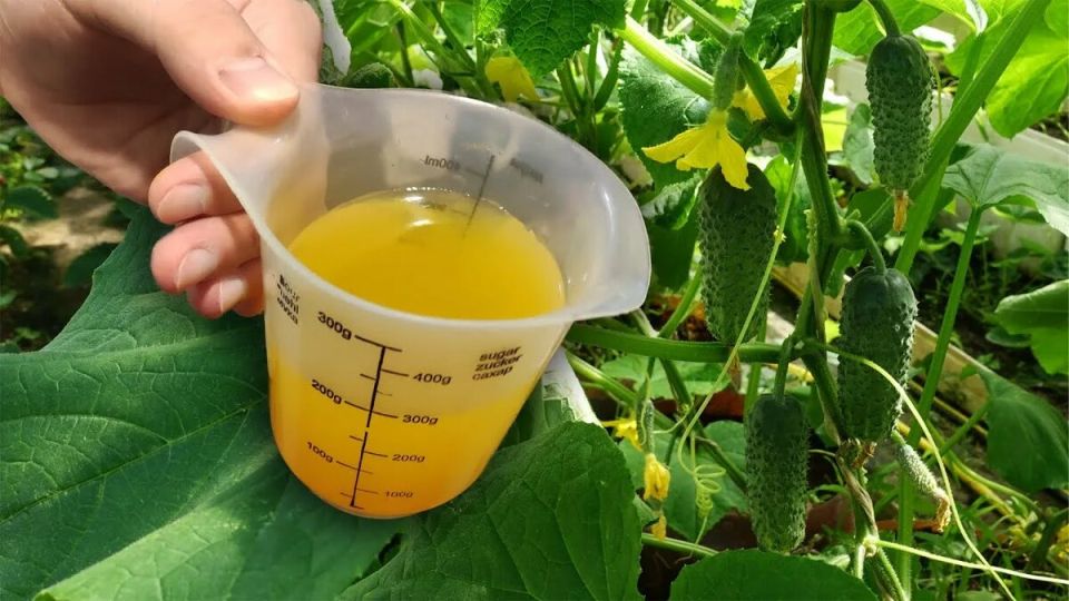 Удобрение огурцам: секреты длительного плодоношения