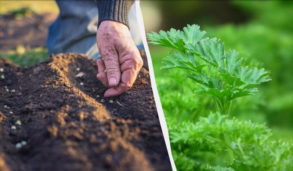 Секреты зимнего сева петрушки: как добиться раннего урожая