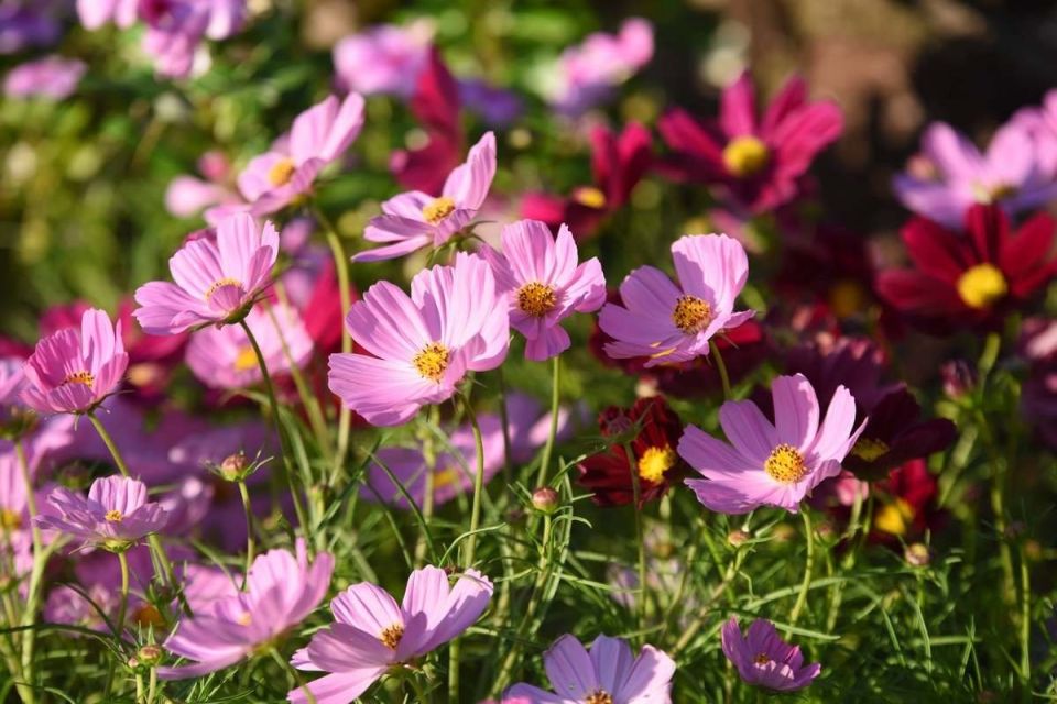 Цветы, которые можно сеять в июле: как украсить сад в конце лета