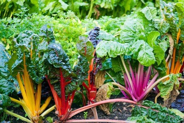 Ревень сладкий: уникальные сорта для вашего огорода