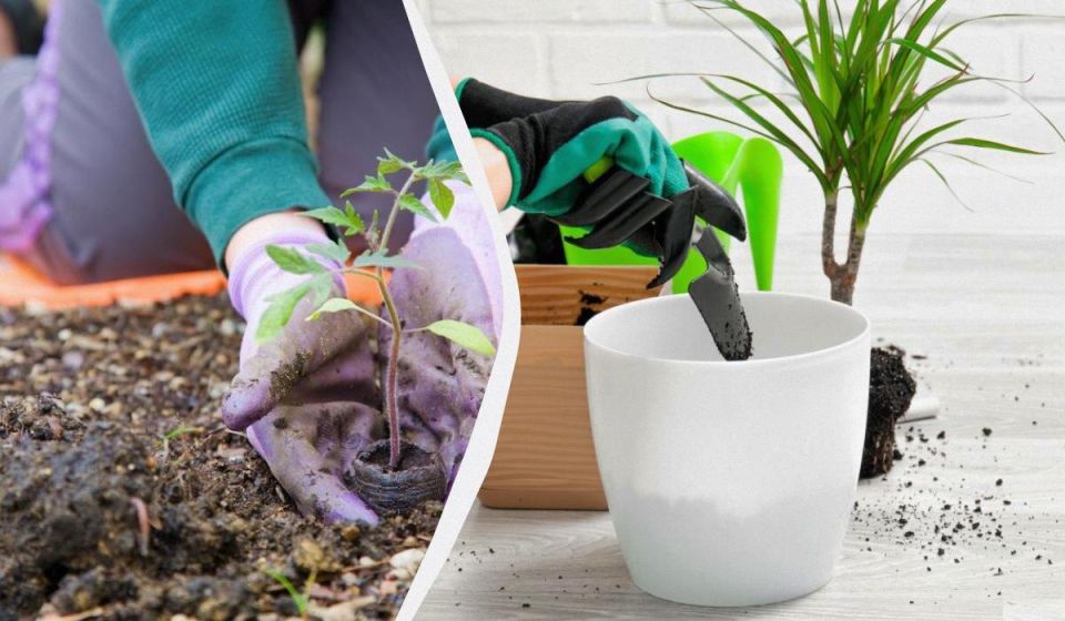 Декабрь на даче: что сажать и когда делать это правильно