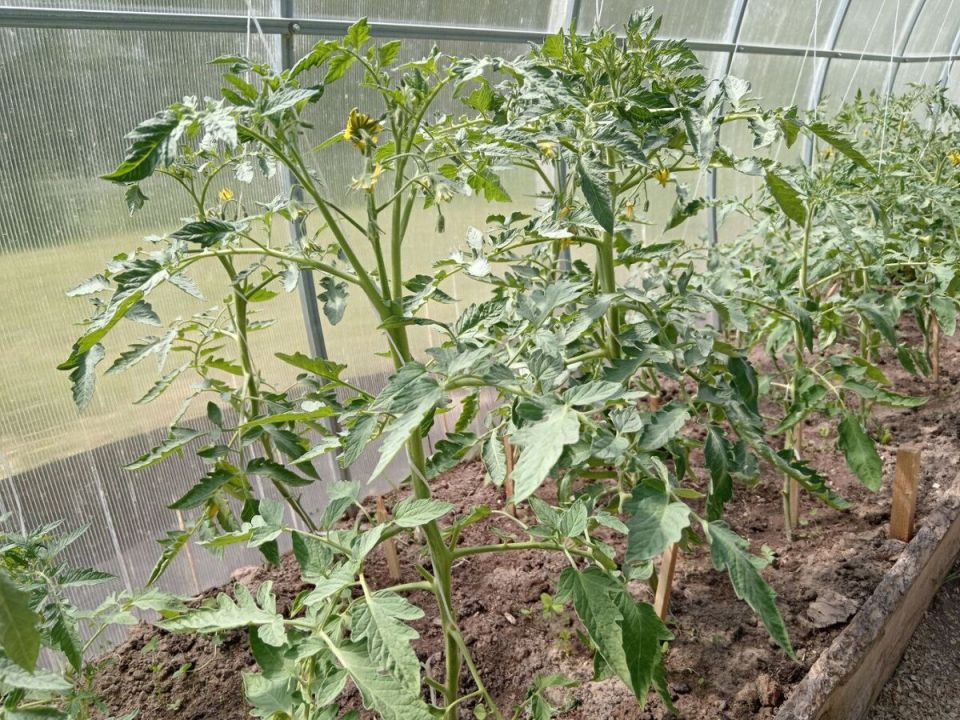 Как ухаживать за томатами в июне: советы опытных садоводов