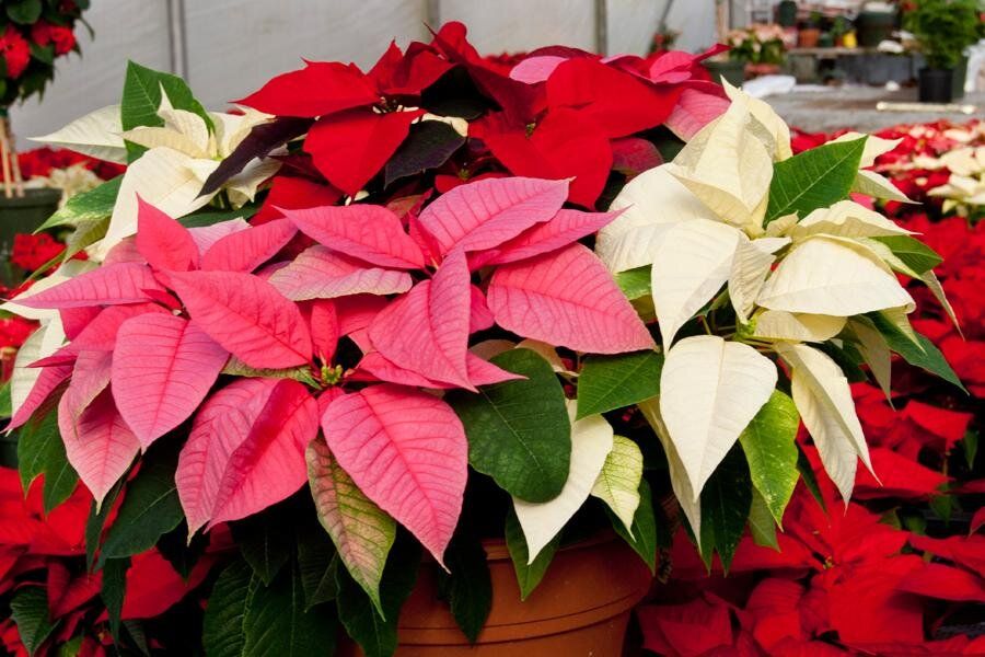 Как сохранить пуансеттию до следующего нового года: секреты ухода