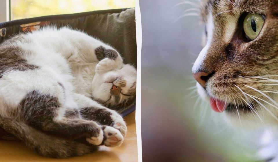 Почему кошки трутся об углы: 4 удивительные причины