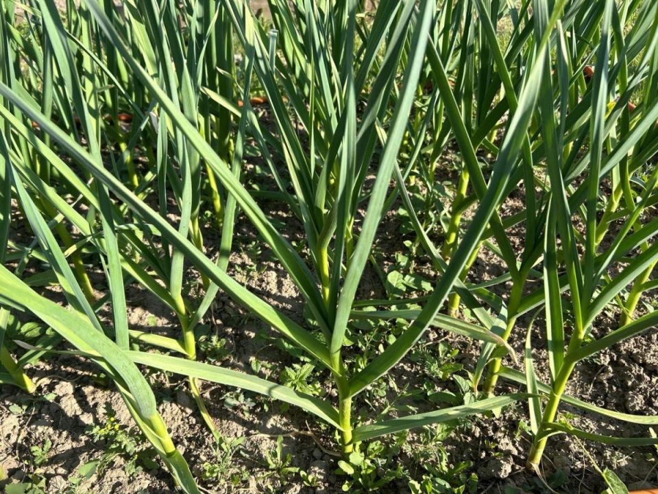 Почувствуйте разницу: правильное удаление стрелок у чеснока увеличит урожай вдвое