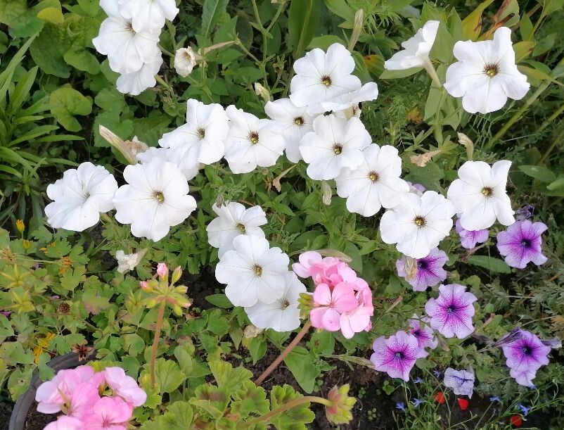 Как подкормить петунию в июле: секреты для бурного цветения