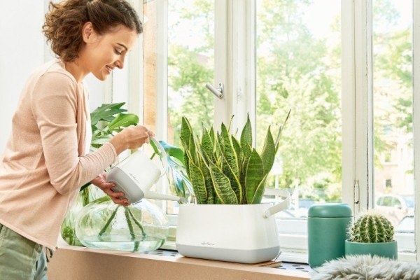 Как спасти растения от переувлажнения: советы и рекомендации