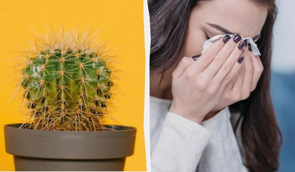 Кактусы дома: пять причин задуматься перед покупкой
