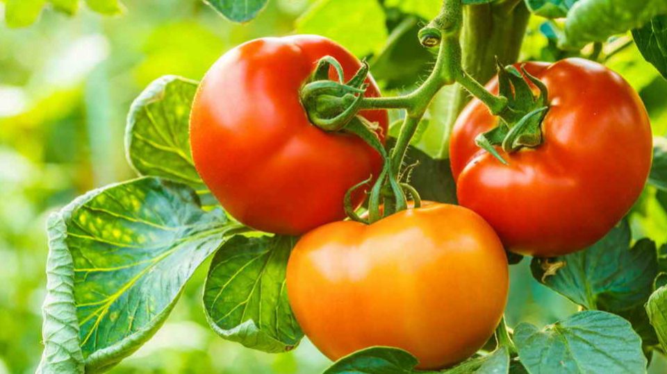 Как увеличить размер помидоров: секреты опытных дачников