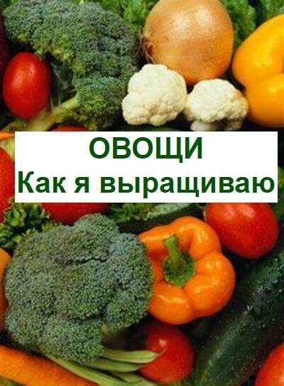 Методы успешного выращивания овощей