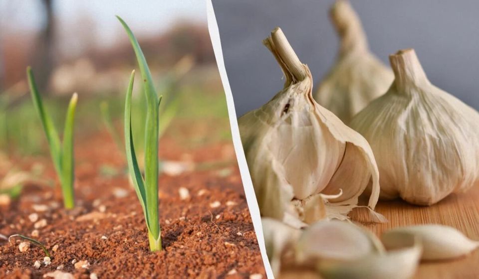 Как защитить озимый чеснок от морозов: простые советы