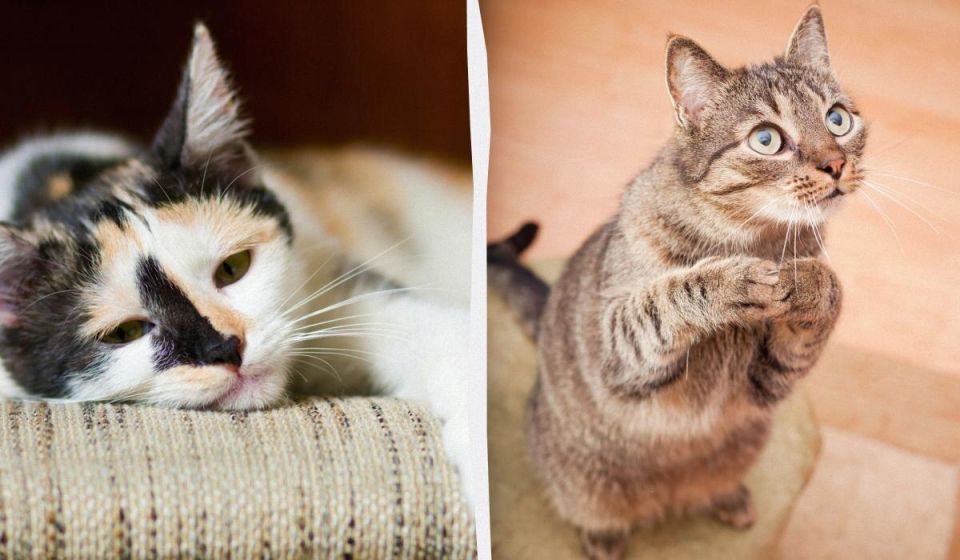 Как отсутствие игр влияет на поведение вашей кошки: важные советы от специалистов