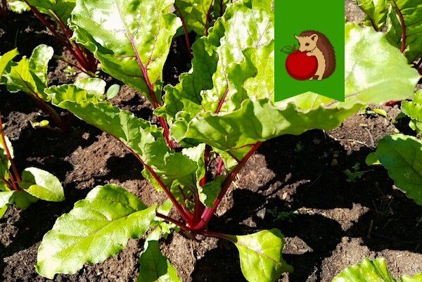 Как полить свеклу в июле для сладких и крупных корнеплодов?