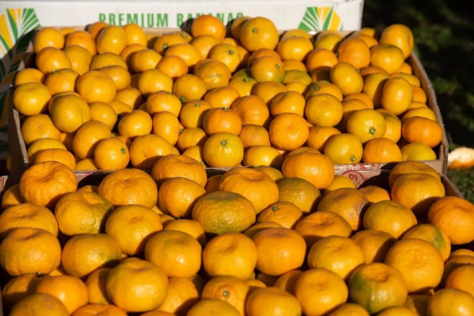 Абхазские мандарины: собиратели, покупатели и секреты успеха