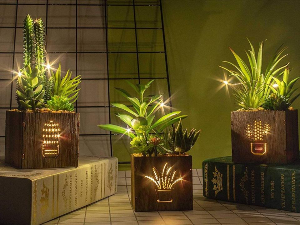 Секреты успешного ухода за домашними растениями: все, что нужно знать новичку