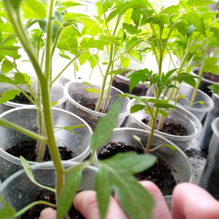 Почему стоит отложить посев семян томатов: Три причины, о которых не догадываются многие садоводы