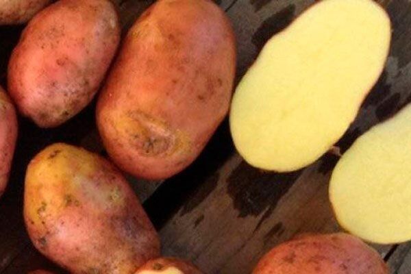 Картофель Рябинушка: идеальный выбор для урожайного сезона 2025 года