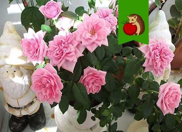 Секреты ухода за комнатными розами: как обеспечить цветение и здоровье ваших любимцев