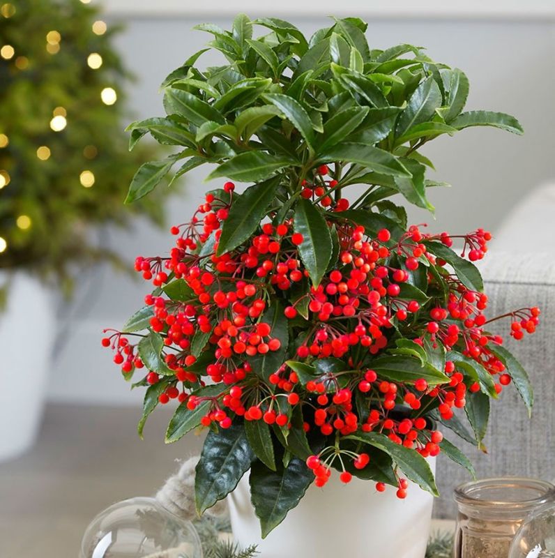 Ардизия: яркое украшение для зимних праздников