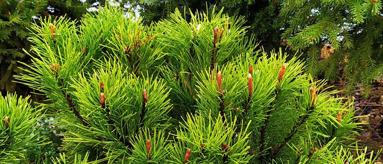 Сосны и ели в саду: приметы и реальность