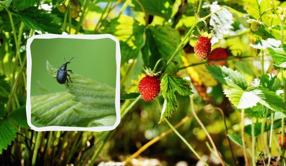 Эффективные способы борьбы с долгоносиком на клубнике: народные методы