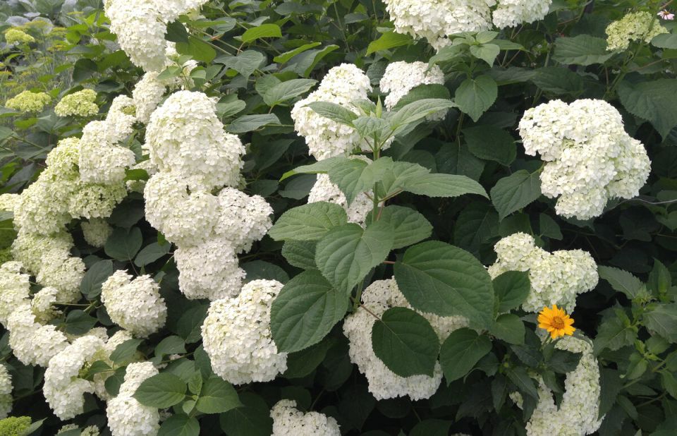 Многолетние цветы для сада: вечная красота и легкий уход