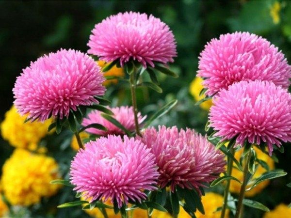 Астра Миледи: Как вырастить роскошный цветник из семян