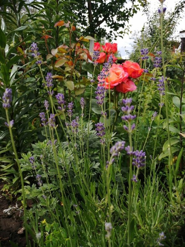 Как восстановить лаванду: советы для садоводов