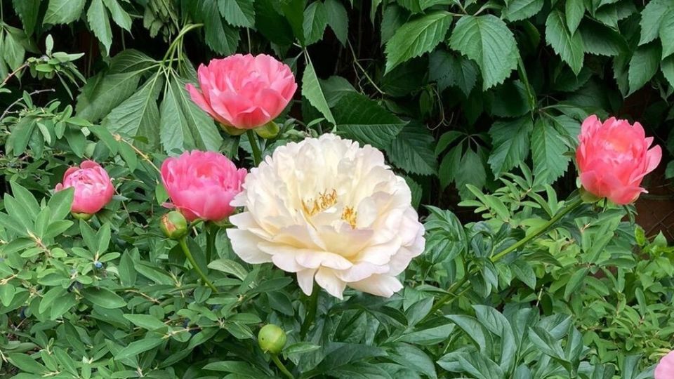 Секреты успешного ухода за пионами: как добиться пышного цветения в следующем сезоне