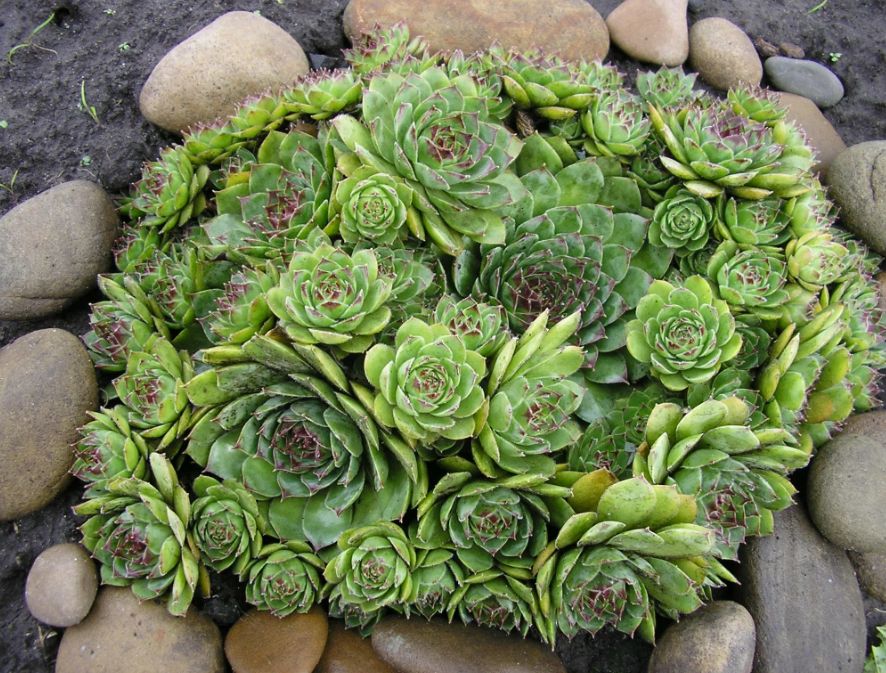 Каменная роза: цвести или не цвести? Советы по уходу и дизайнерские идеи