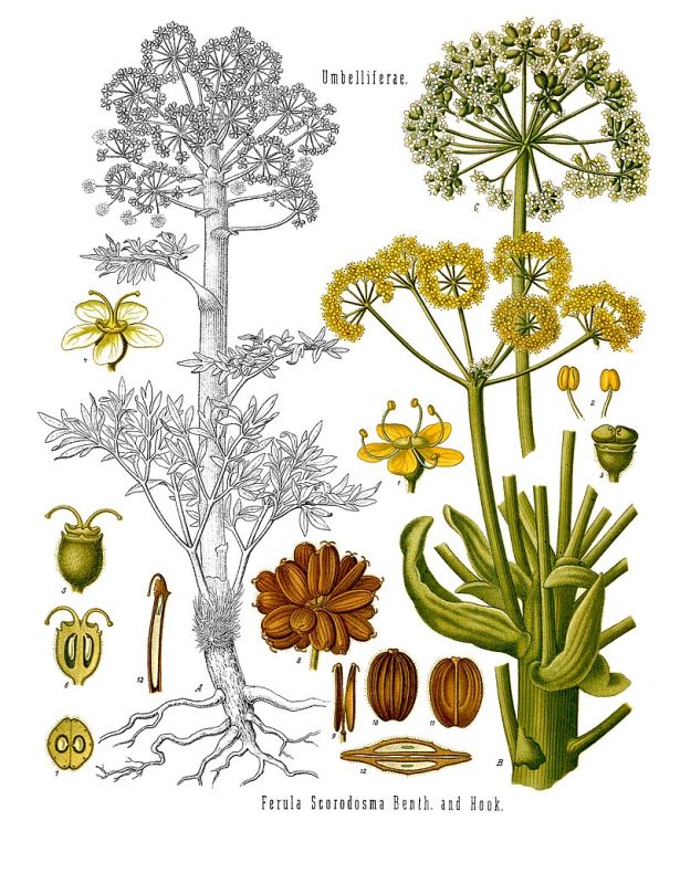 Исчезнувшее чудо природы: как сильфий стал жертвой человеческой жадности