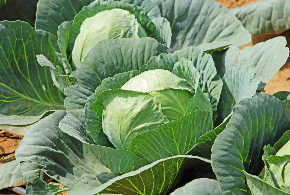 Секреты успешного выращивания капусты: как добиться богатого урожая