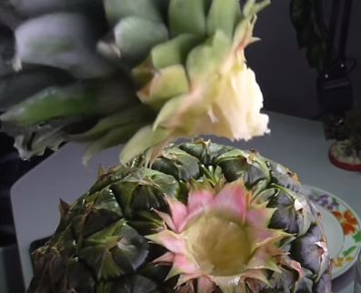 Выращивание ананаса в домашних условиях