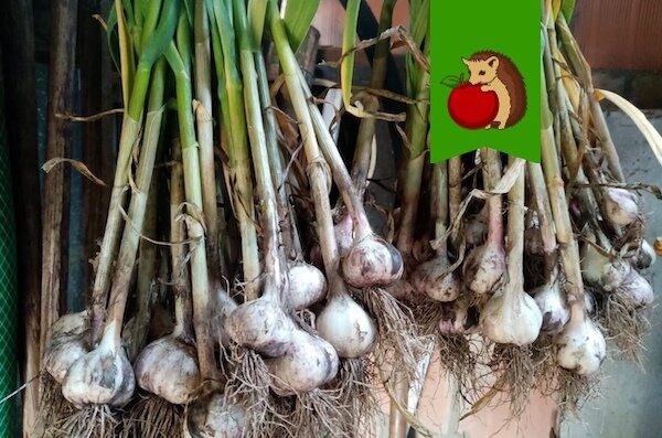 Как эффективно использовать участок после чеснока: лучшие культуры для посадки