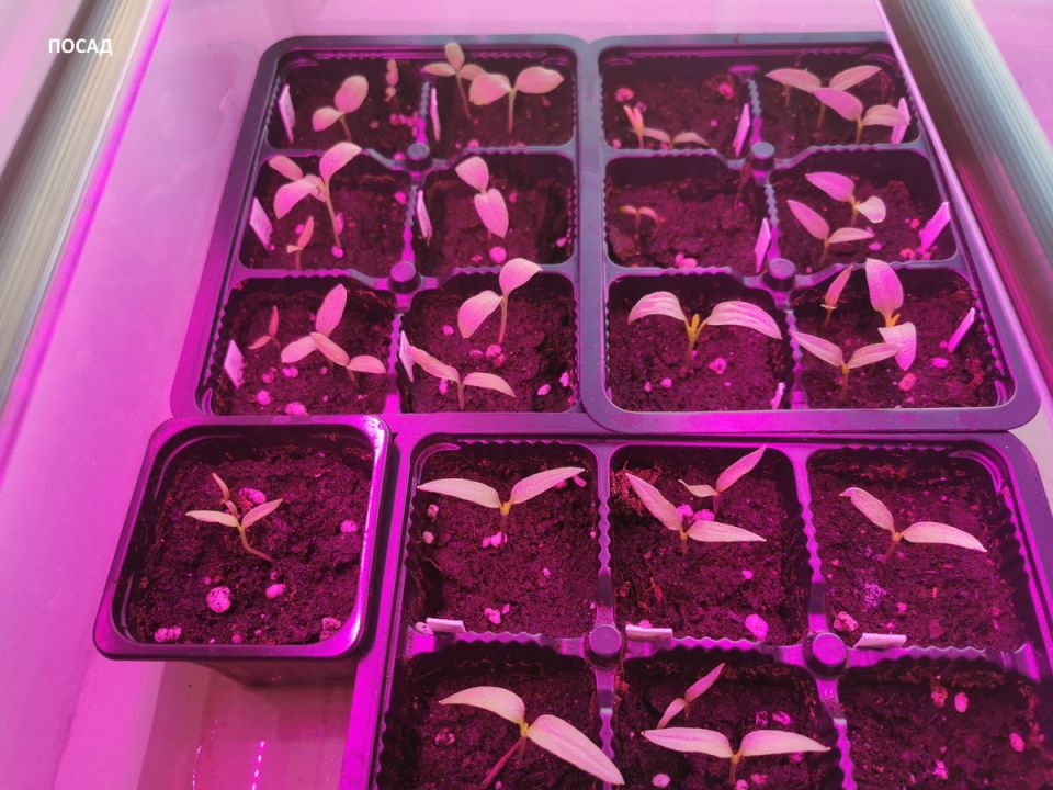 Как отличить истинные советы для садоводов от вредных мифов