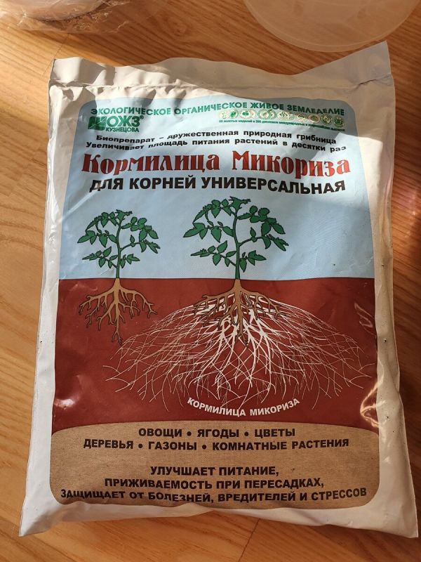 Что такое микориза?