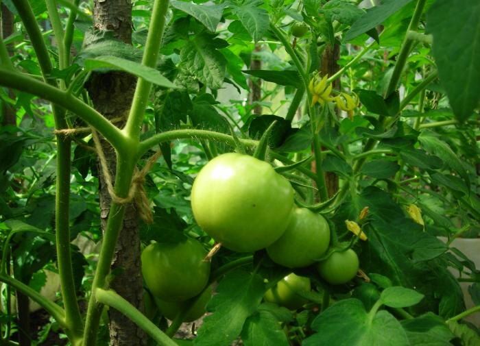 Как защитить томаты от непогоды: советы для успешного урожая