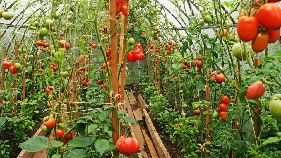 Секреты успешного урожая: как важен правильный подход к высадке высокорослых помидоров
