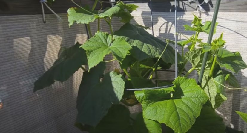 Как получить урожай зимой в квартире: топ-5 овощей для домашнего огорода