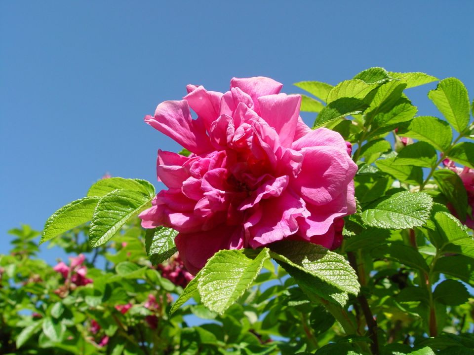 Шиповники: цветущие сокровища для вашего сада