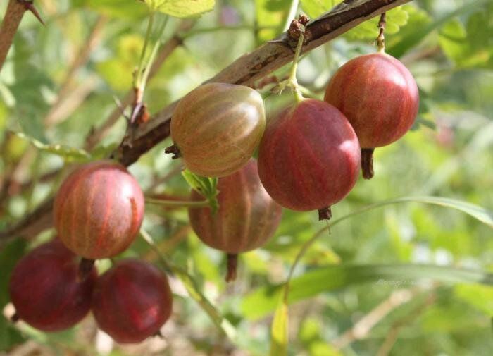Сладкие сорта крыжовника: новый взгляд на популярные ягоды