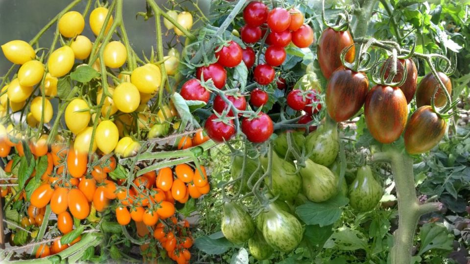 Бутербродные томаты: изысканное дополнение к праздничному столу