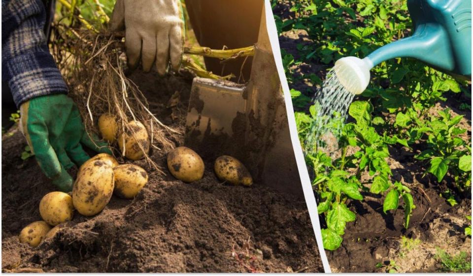 Как обеспечить максимальный урожай картофеля в июле: простые советы по подкормке