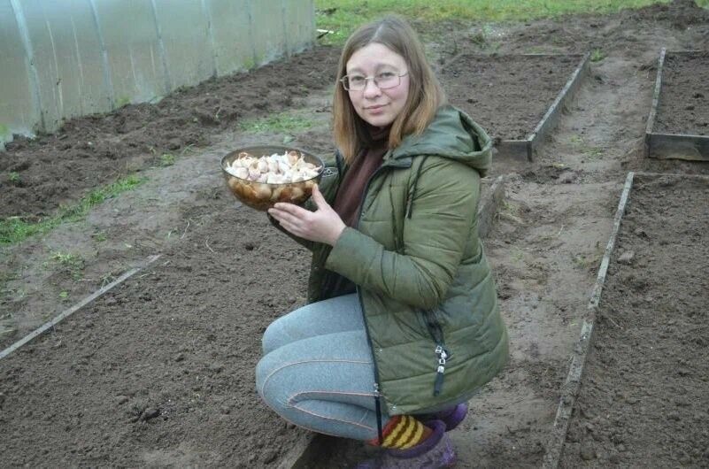 Сажаем чеснок после Покрова: стоит ли рисковать?