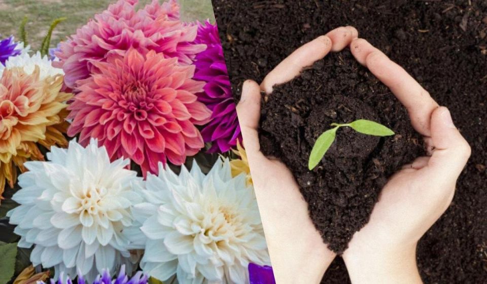 Весенние цветы: что сажать в марте и апреле