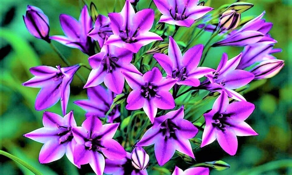 Необычные луковичные цветы: погрузитесь в их мир