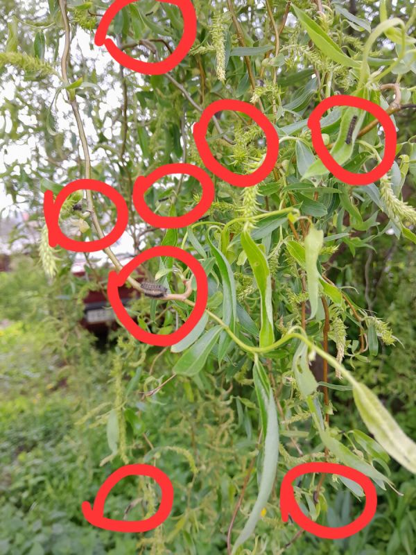 Нашествие гусениц: Рязань оказалась под угрозой