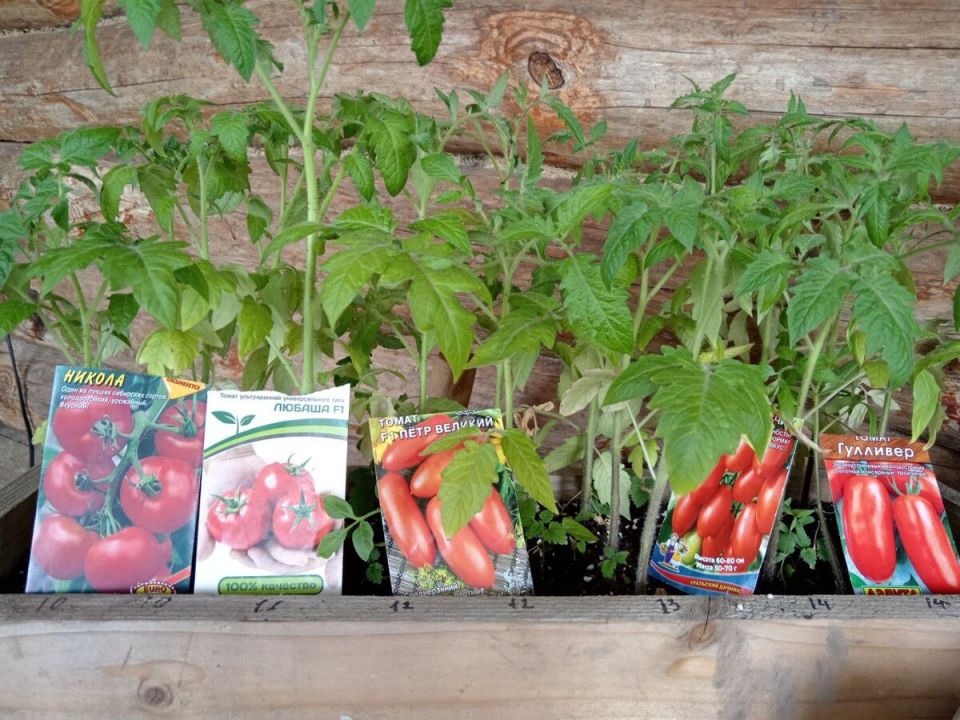 ������ �� �������� ������� �������