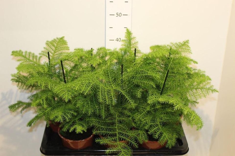 Араукария: альтернативная ёлка для стильного праздника